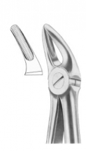  Fig. 136 upper premolars and roots 